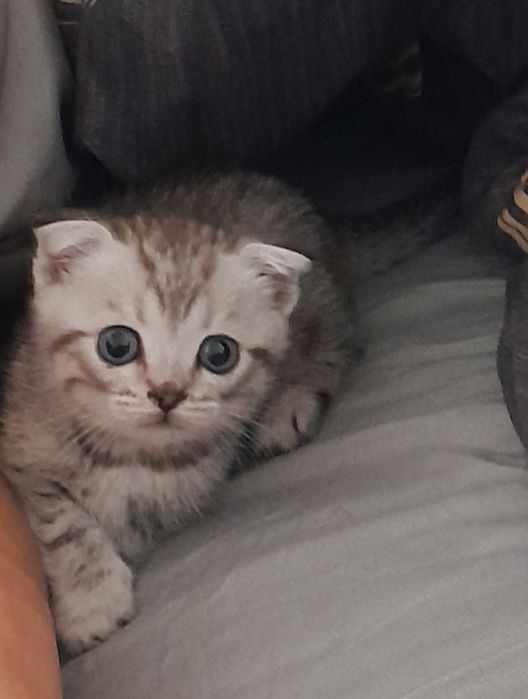 Продам котёнка мальчика вислоухого