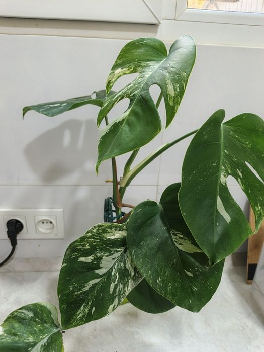 Продаётся Монстера Альба