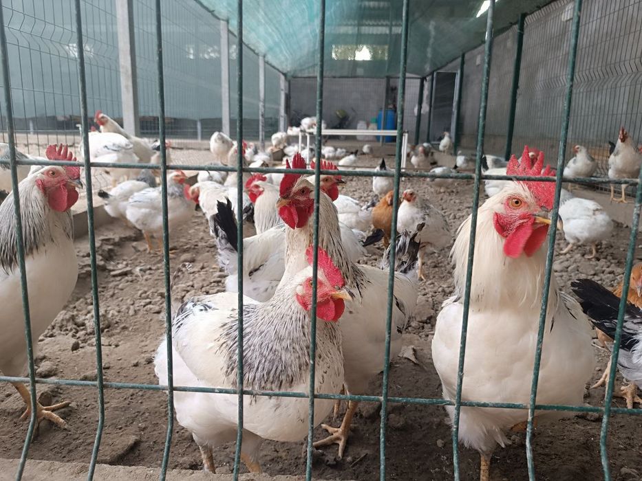 Продам курей Адлерская