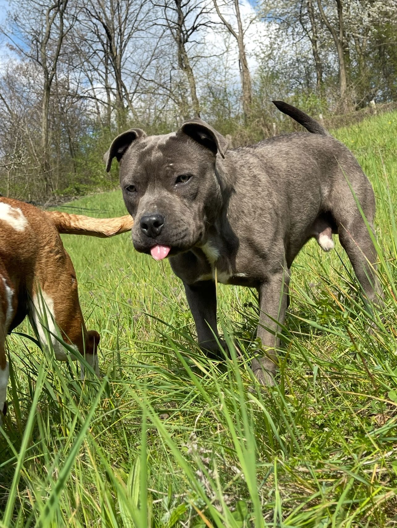 Adopție Amstaff Gri
