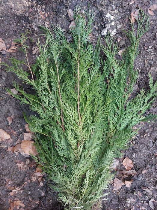 Puieti chiparos albastru- Camaecyparis lawsoniana