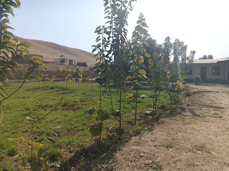 ЗОМИН яқинида  дала  ховли