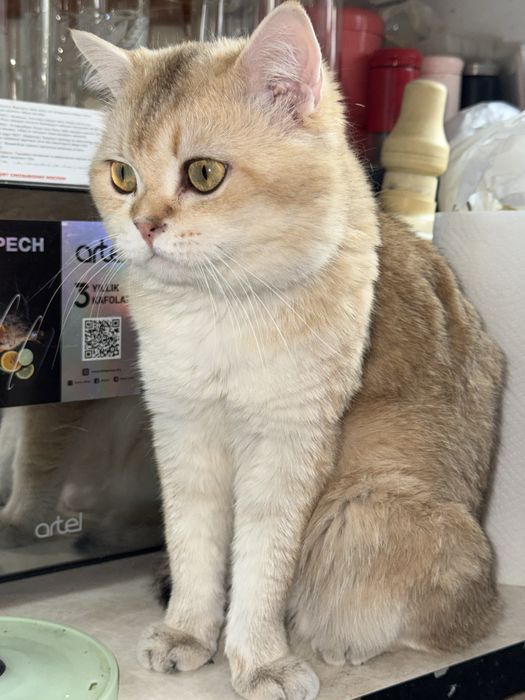 вязка коты Шиншиллы Мираж и Снежок