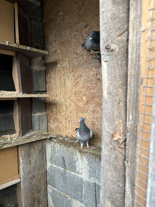 Vand porumbei sau schimb cu gaini