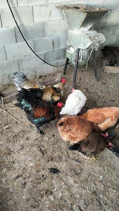 Продавам петли...