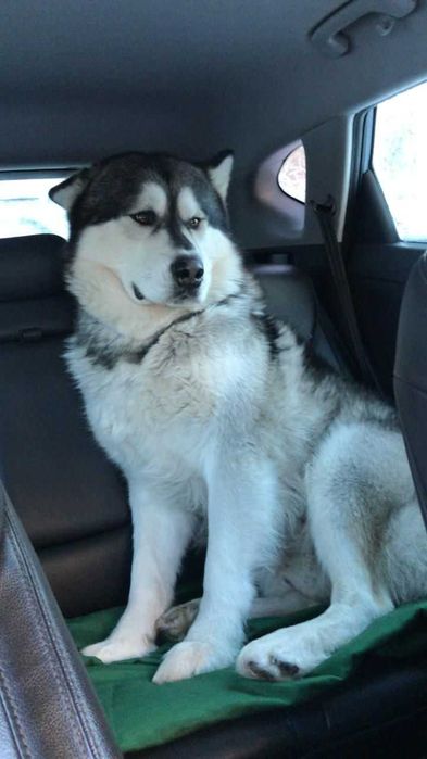 Потерялся пёс Рич