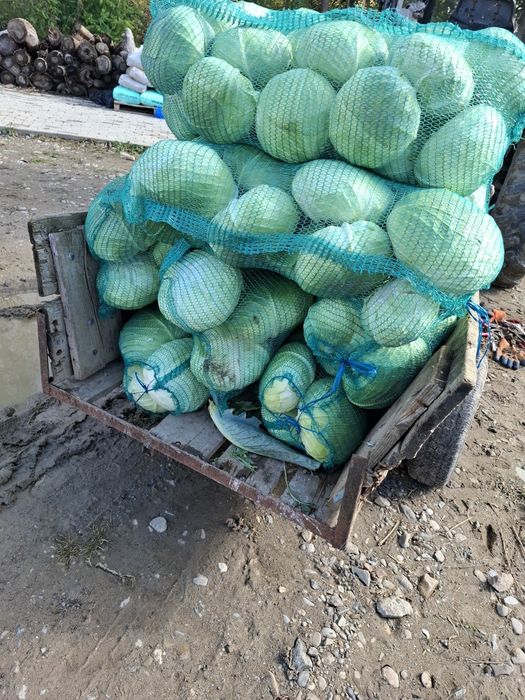 Varza plata cu frunza subtire