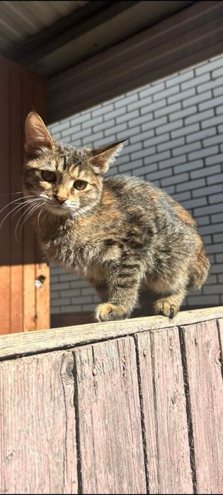 Отдам котят в добрые руки