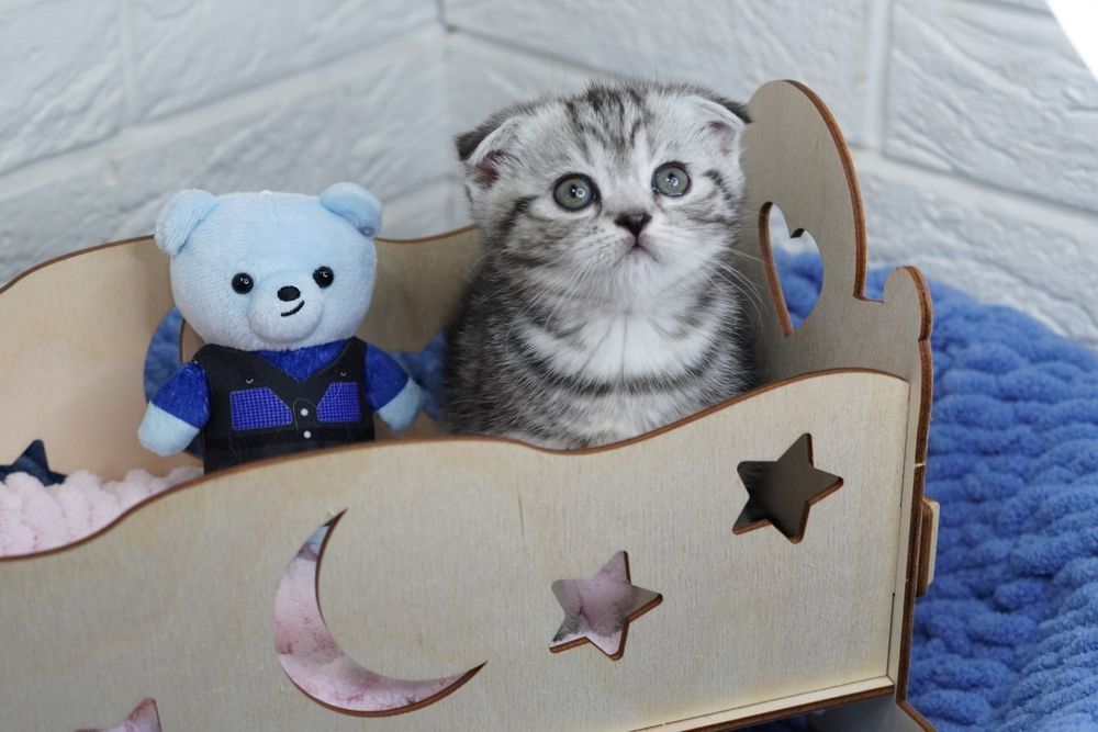 Котята Вислоухие Шотландские скоттиш Фолд