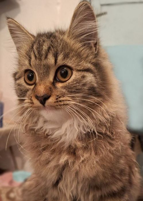 Отдаём котенка в ответственные руки