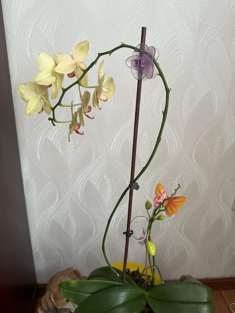 Орхидея желтого цвета