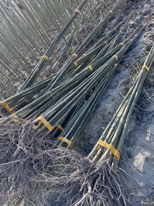 Павловния бор Pavloniya sotiladi