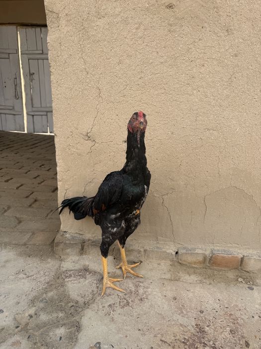 Дакан жужа Хуроз