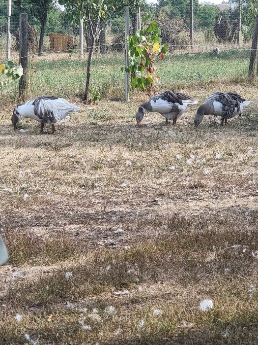 Gaste crete de vanzare