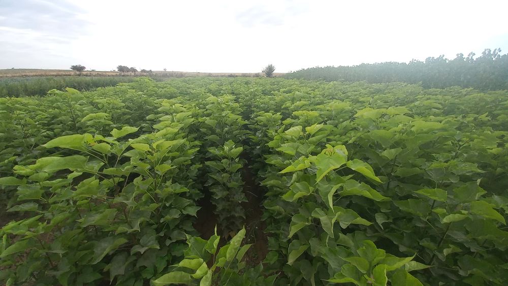 Саженцы декоративных деревьев