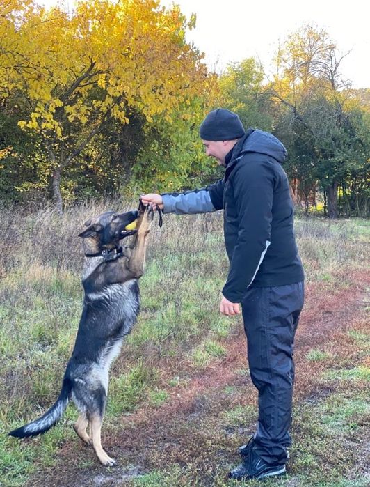 Dresaj canin profesional