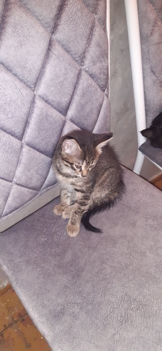 Продам котят не дорого