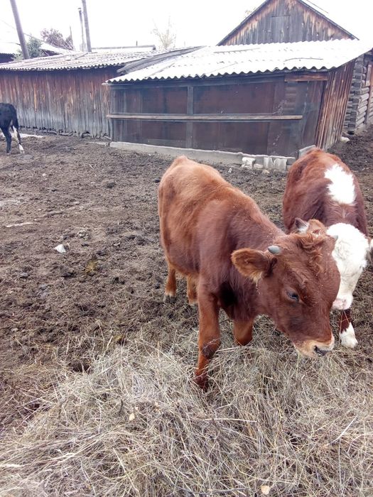 Продам бычков 7 месяцев