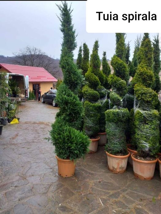 Tuia/mesteacan/tei argintiu/leylandii