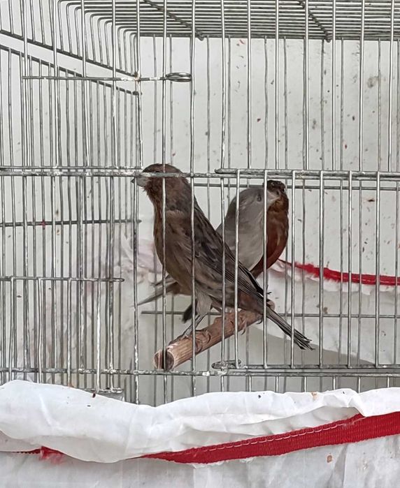 Последен женски и мъжки канари за Бургас