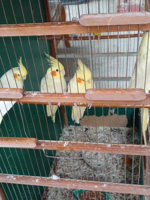 Karella sotiladi va valnisti