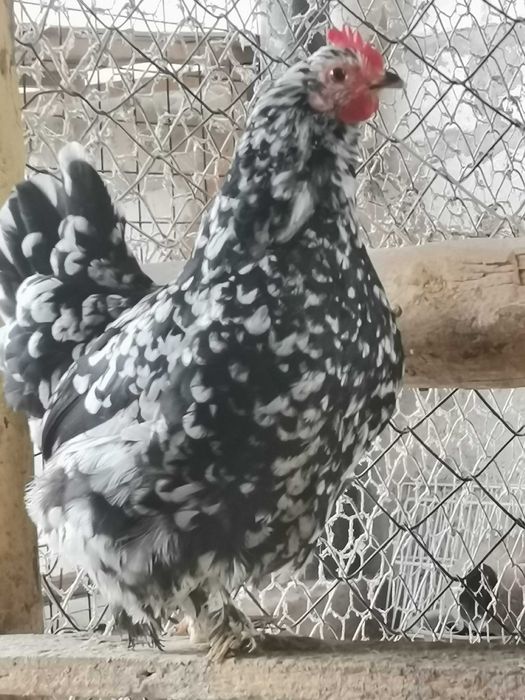 Puișori de diferite rase și vârste