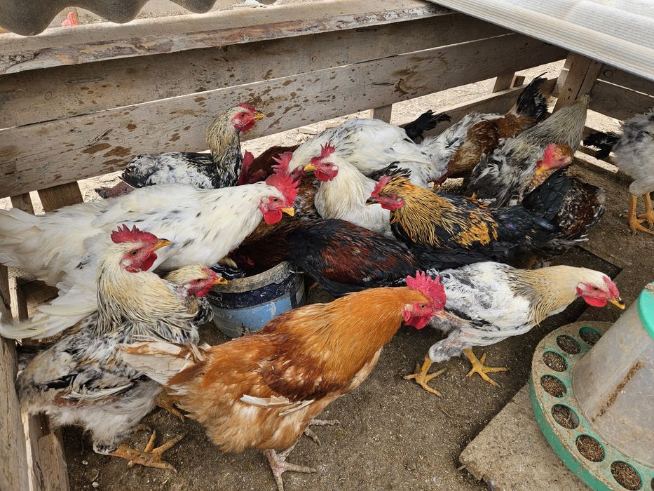 Продам петухов есть 17 штук