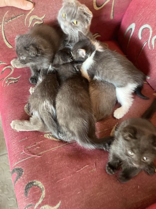 Отдам котят в добрые руки