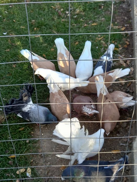 Vand sau schimb porumbei