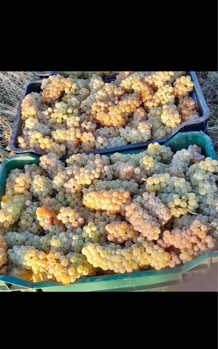 Struguri de vin