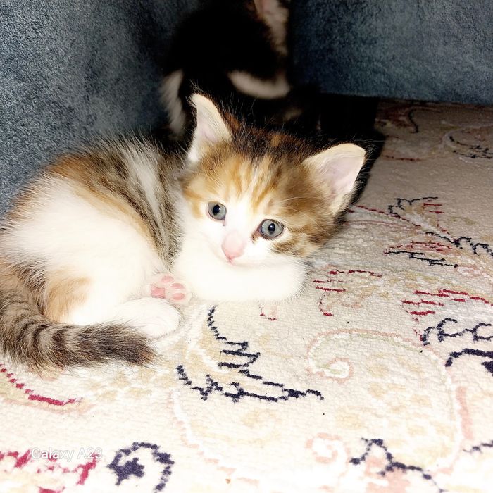 Котята отдам в добрые руки