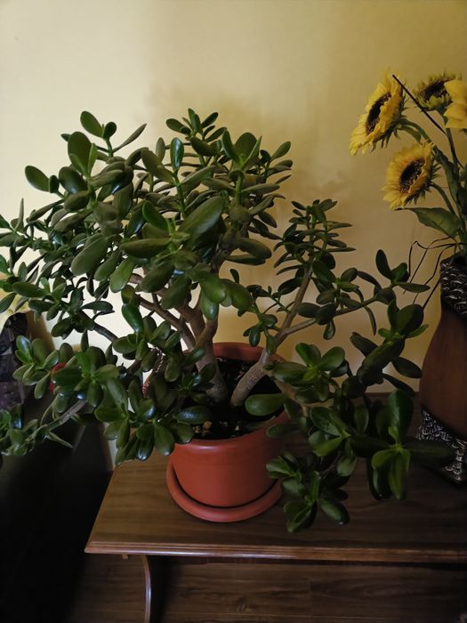 Crasula ovata,copacul cu bani