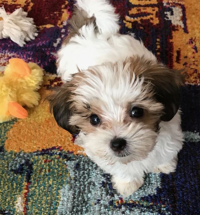 Bichon havanez 800 lei