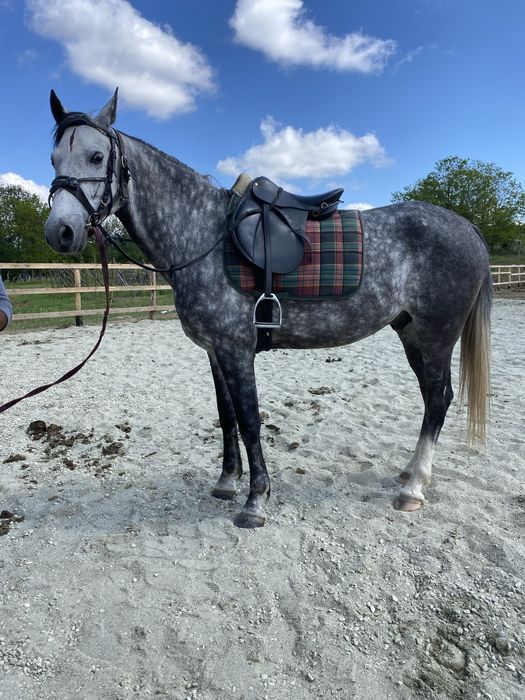 De Vanzare Cal Castrat Varsta 7 Ani