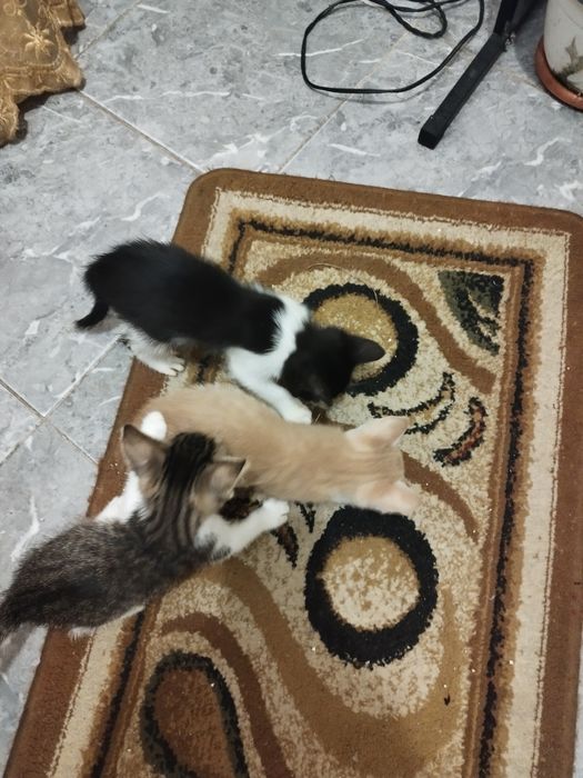 Donez pisicuți ,au doua luni,3 baieti si o pisicuta,mănâncă singuri ,f