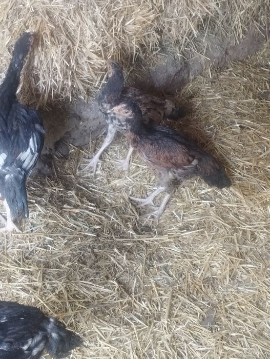 Курочки дакан 6шт