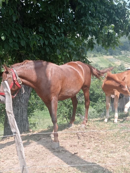 Vând iapă de rasă vârstă 5ani cu mânză  de 3 luni