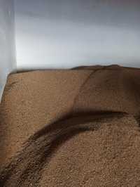 Пшеница продажа влажность13,4, клейковина 29 цена 100тг за кг.
