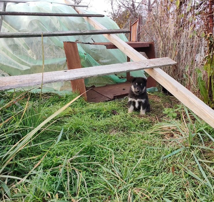 Donez cățeluși maidanezi