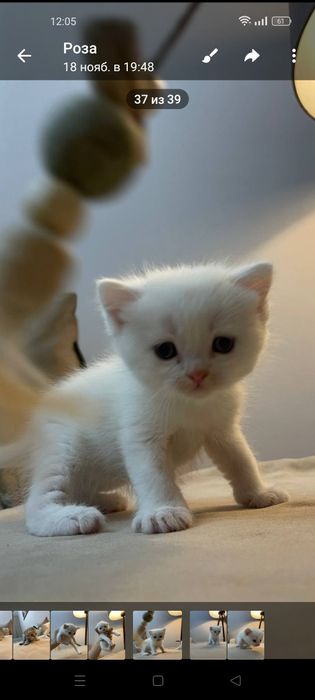 Котята Шотландский шиншилла