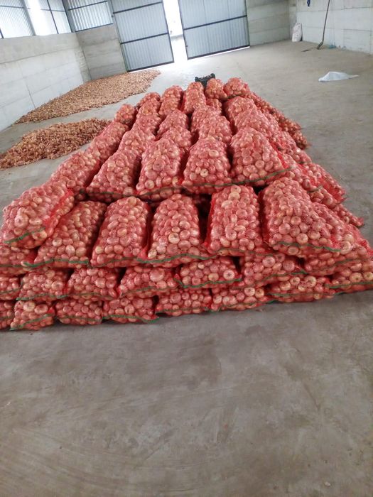 Ceapă albă plată