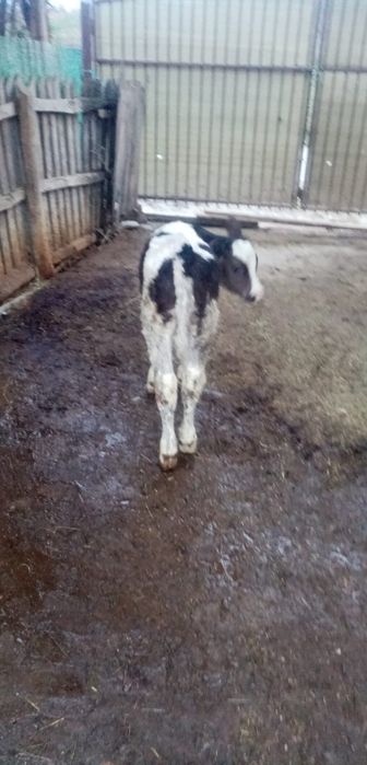 Tauras - Vitel de pus la vaca