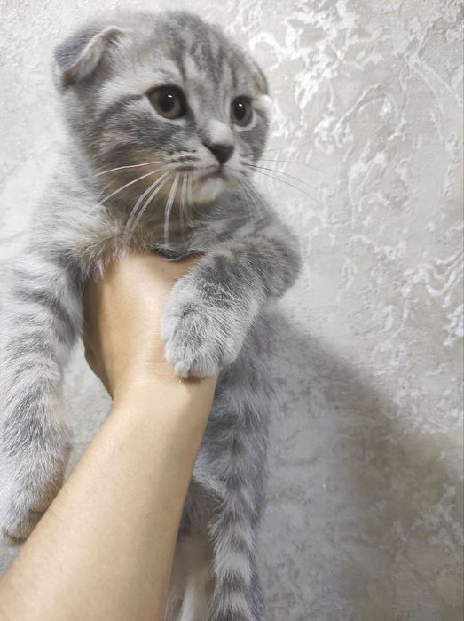 Scottish fold 2,5 oylik sotiladi