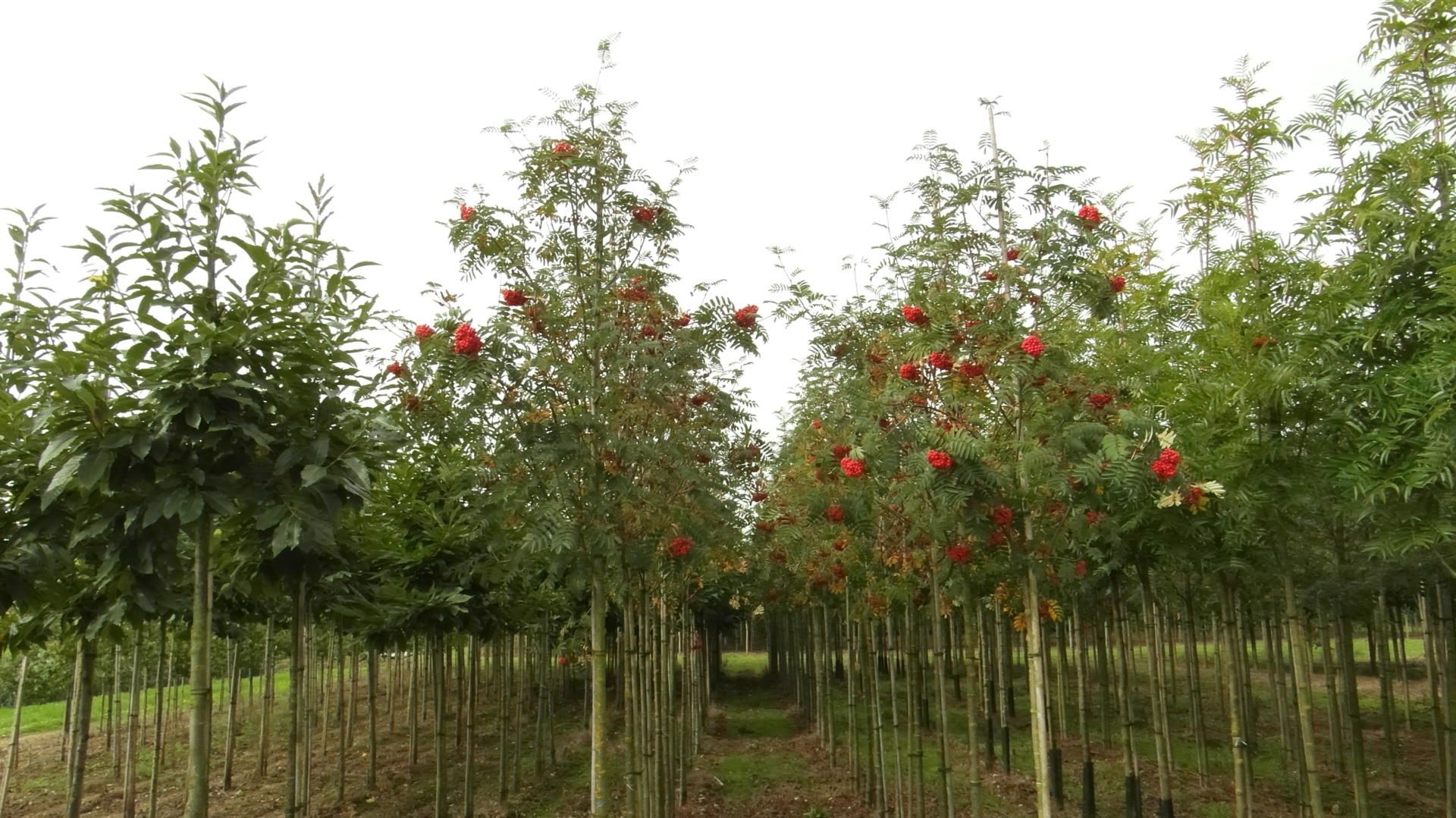 Sorbus aucuparia  ( scoruș de munte )