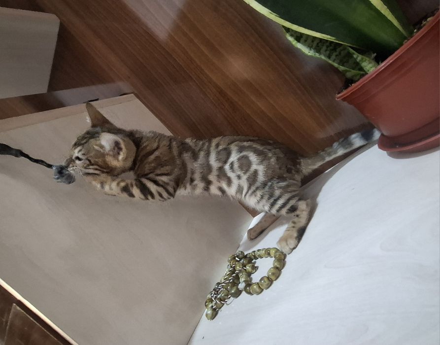 Продаётся бенгальский котёнок