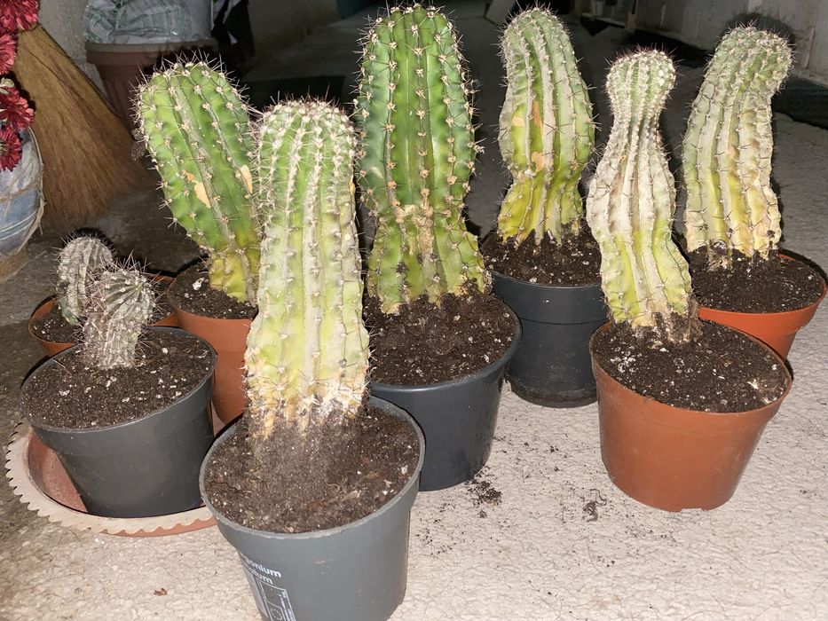 Продам цветы кактусы по 1000 остальные по 2000
