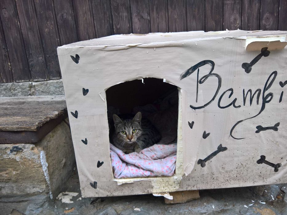Коте търси своите добри стопани  !