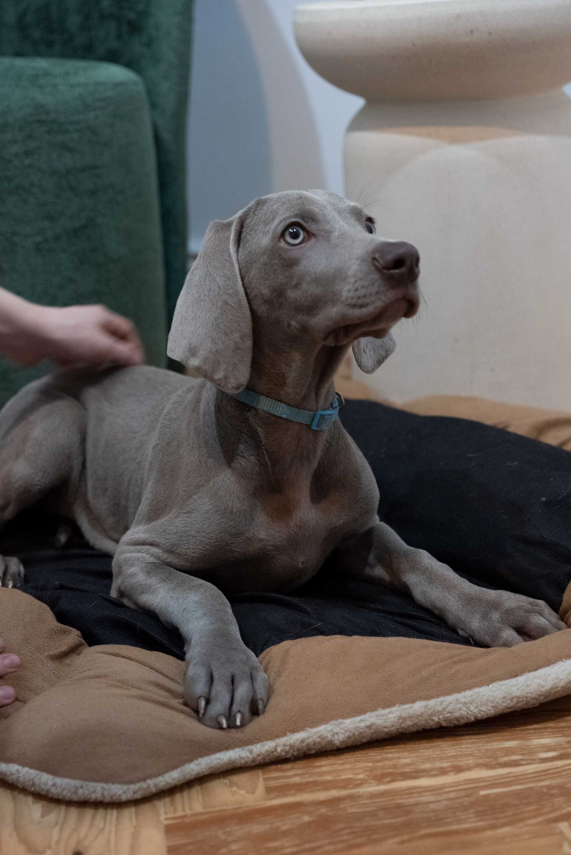 Vând pui brac de Weimar | catel Weimaraner rasa pura