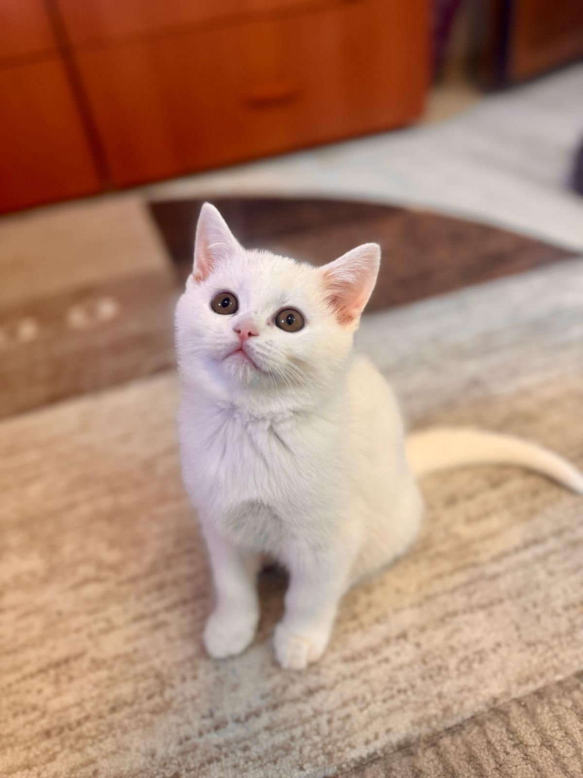 British Shorthair blue and white