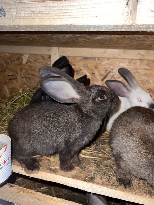 Iepurasi  rase diferite